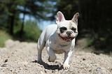 BOULEDOGUE FRANCAIS 059